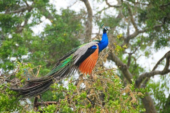 A Peacock In the Wild