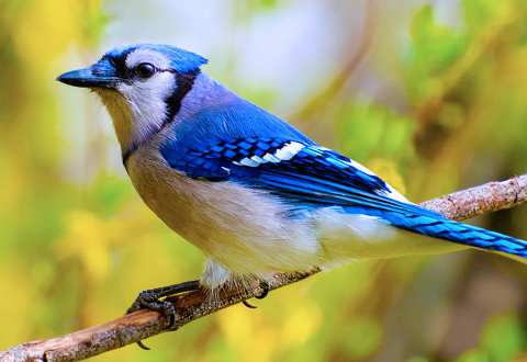 A bird in the Wild
