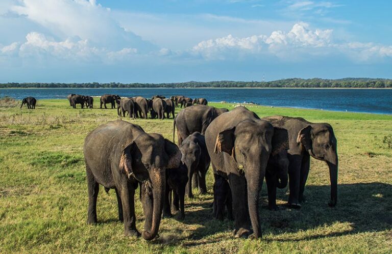 Asian Elephants