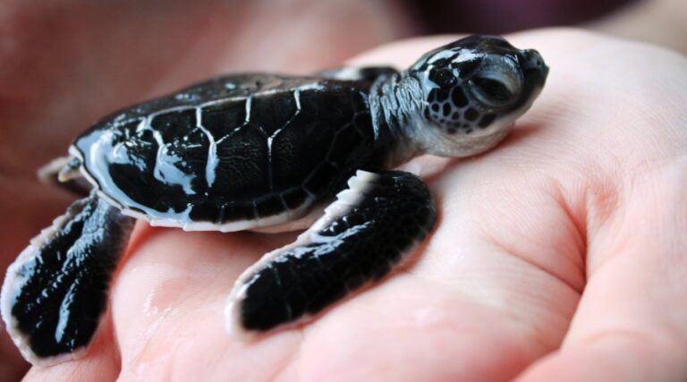 Baby Turtles