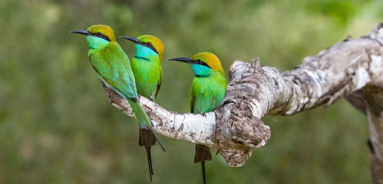 Bird Watching