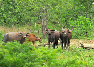 Buffalo
