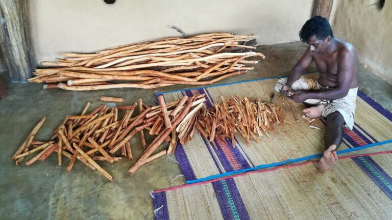 Cinnamon Peeling