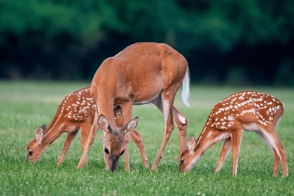 Deer Roaming Freely