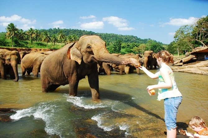 Elephant Orphanage