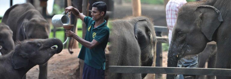 Elephant Orphanage