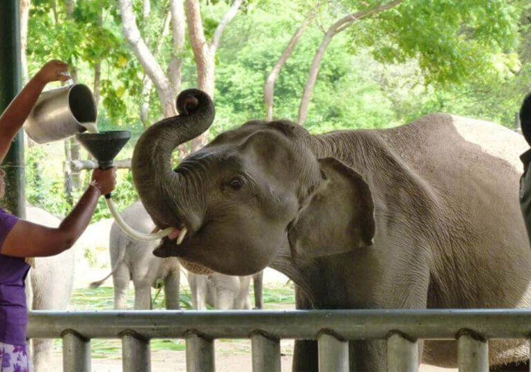Elephant Transit Home