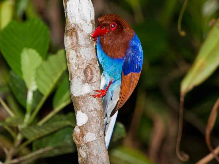 Endemic Birds