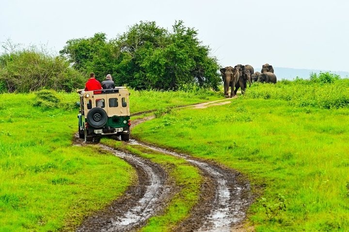 Game Drive