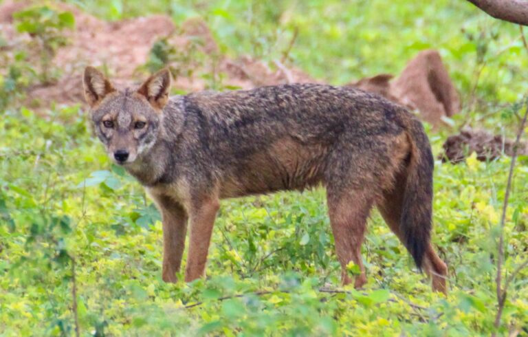 Golden Backed Jackal