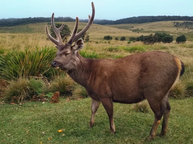 Grazing Sambar Deer