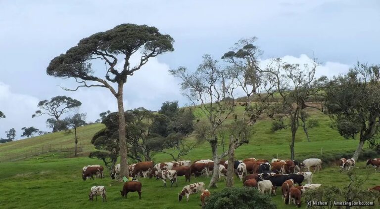Green Fields