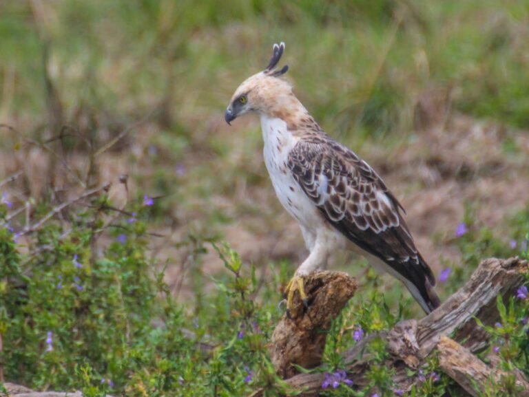 Hawk Eagle