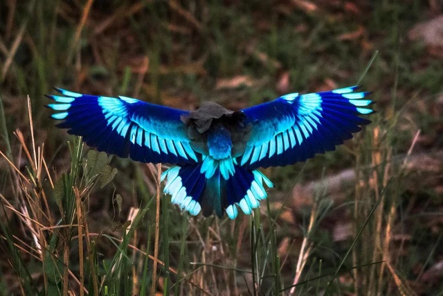 Indian Rollers