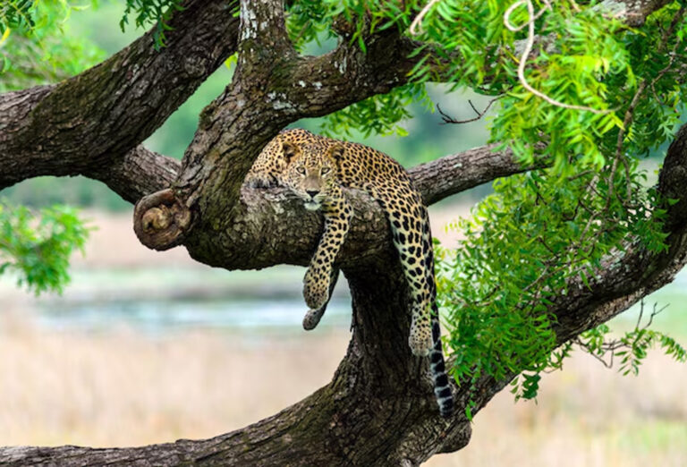 Leopard Sighting