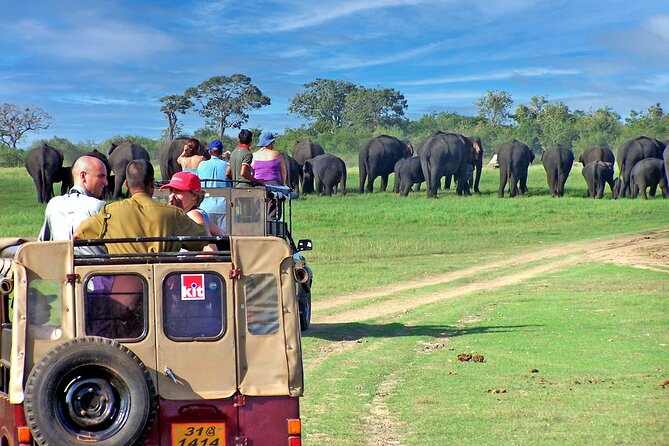 Minneriya Safari