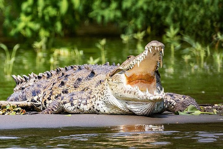 Nilwala Crocodile