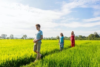 Paddy Field Walk