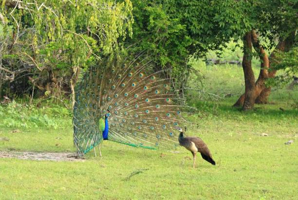 Male, a peacock, is courting to a female, peahen