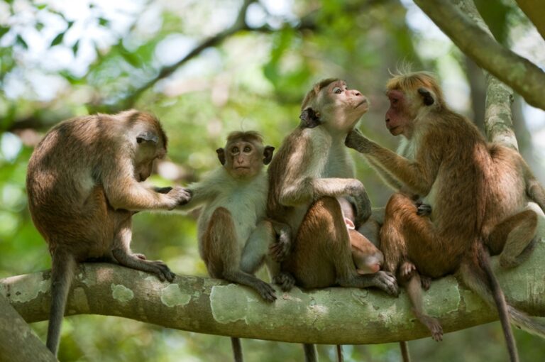 Primate