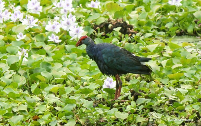 Purple Swamphen