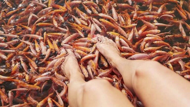 Relaxing Fish Therapy