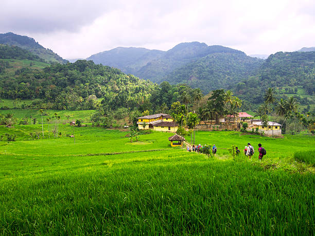 A big group of tourist on trekking walking in line one by one in between the rice fields. In background is mountain range, forest of and some village houses. It is in Knuckles range not far from Kandy, west Sri Lanka,