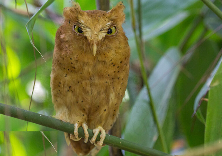 Serendib Scops Owl