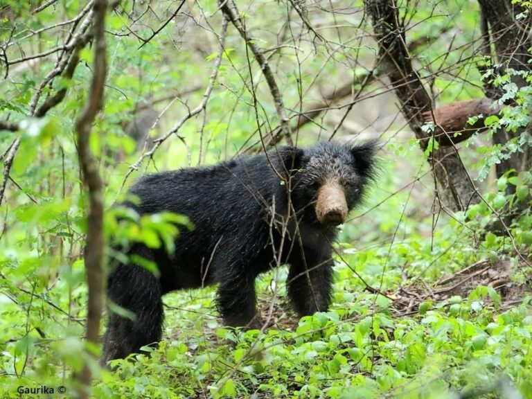 Sloth Bear