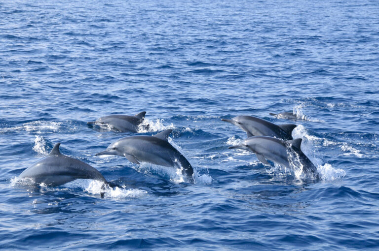 Spinner Dolphins