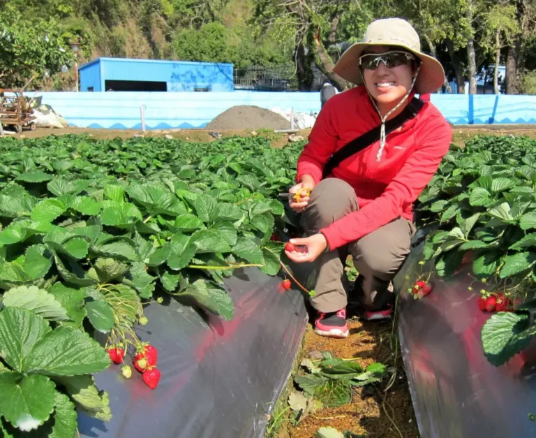 Strawberry farm visit