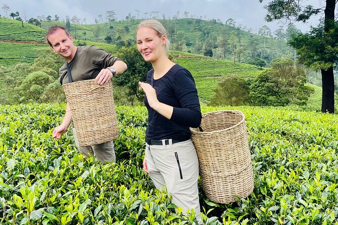 Tea Fields