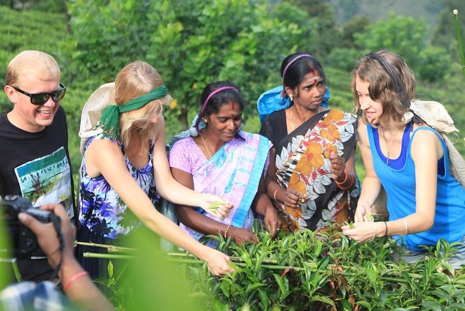 Tea Plantation with Locals