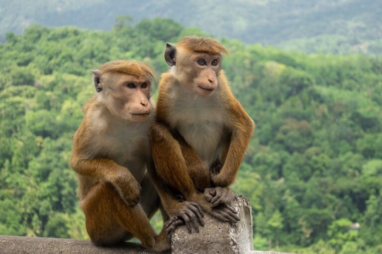 Toque Macaque