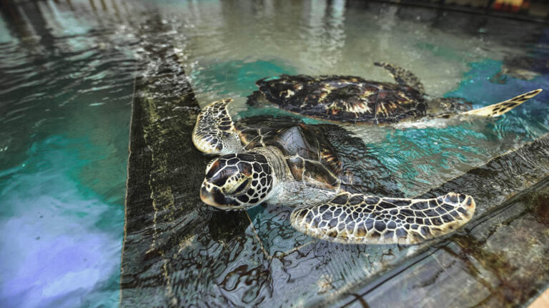 Turtle Nesting