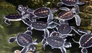 Turtle at Patanangala