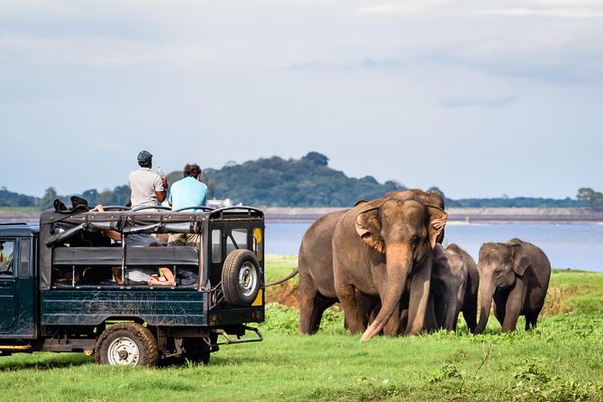 Wild Elephant