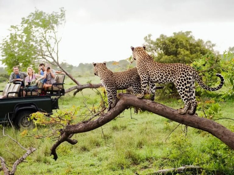Wild Safari